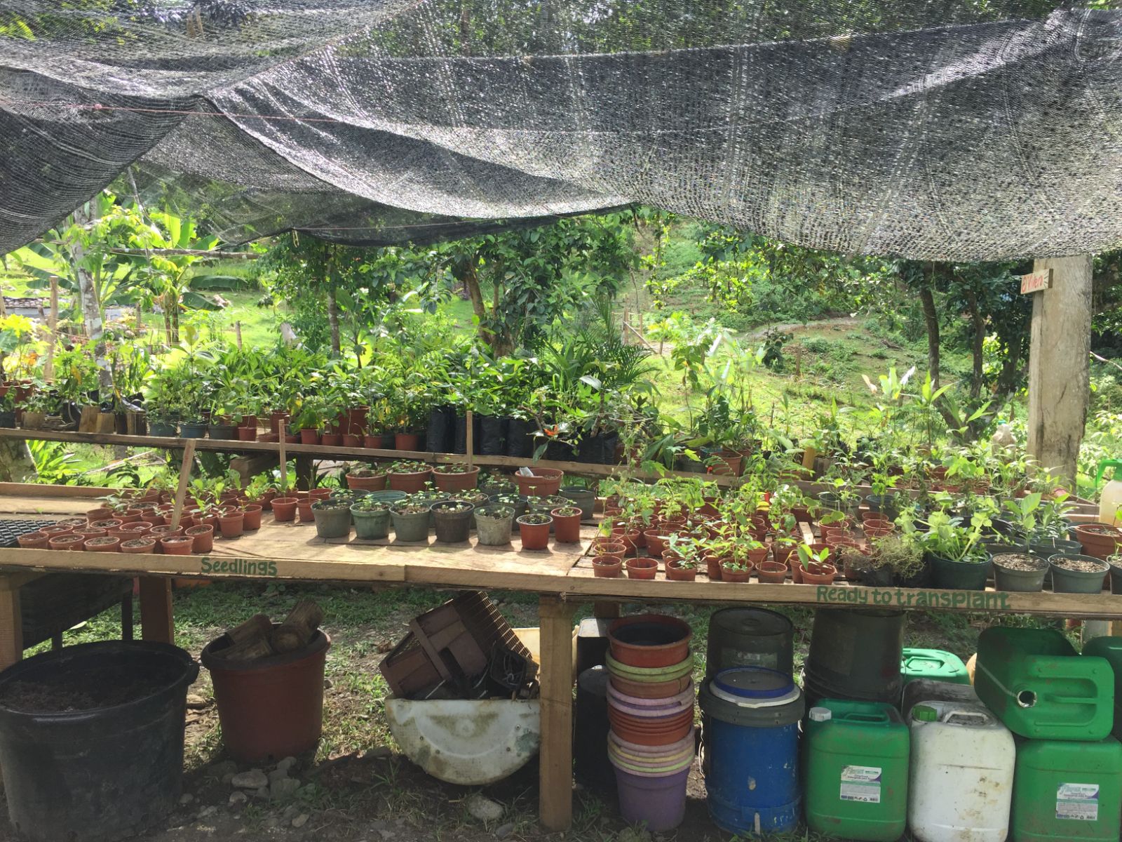 Seedling nursery under shade cloth